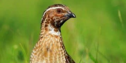 Kako odrediti starost prepelice i koliko dugo žive kod kuće